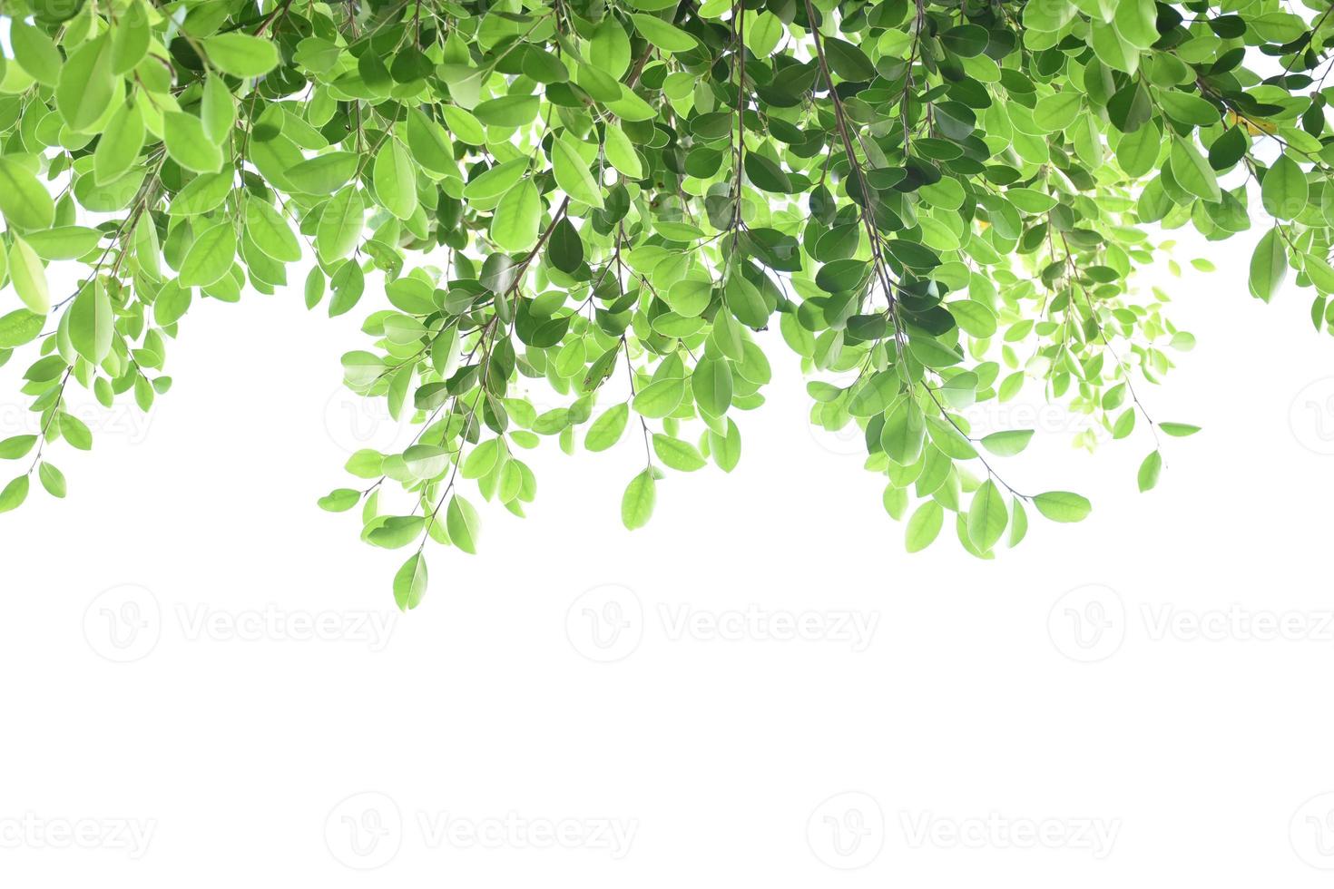 Isolated ficus benjamina branches and leaves with clipping paths. photo