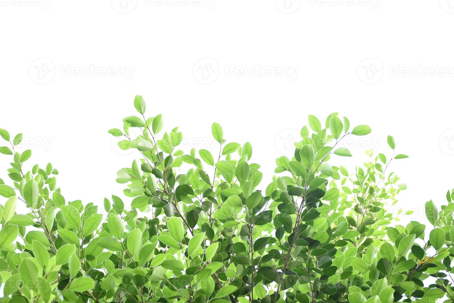 Isolated ficus benjamina branches and leaves with clipping paths. photo