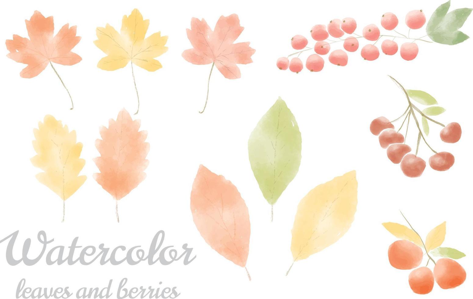 Watercolor fall leaves and berries collection vector