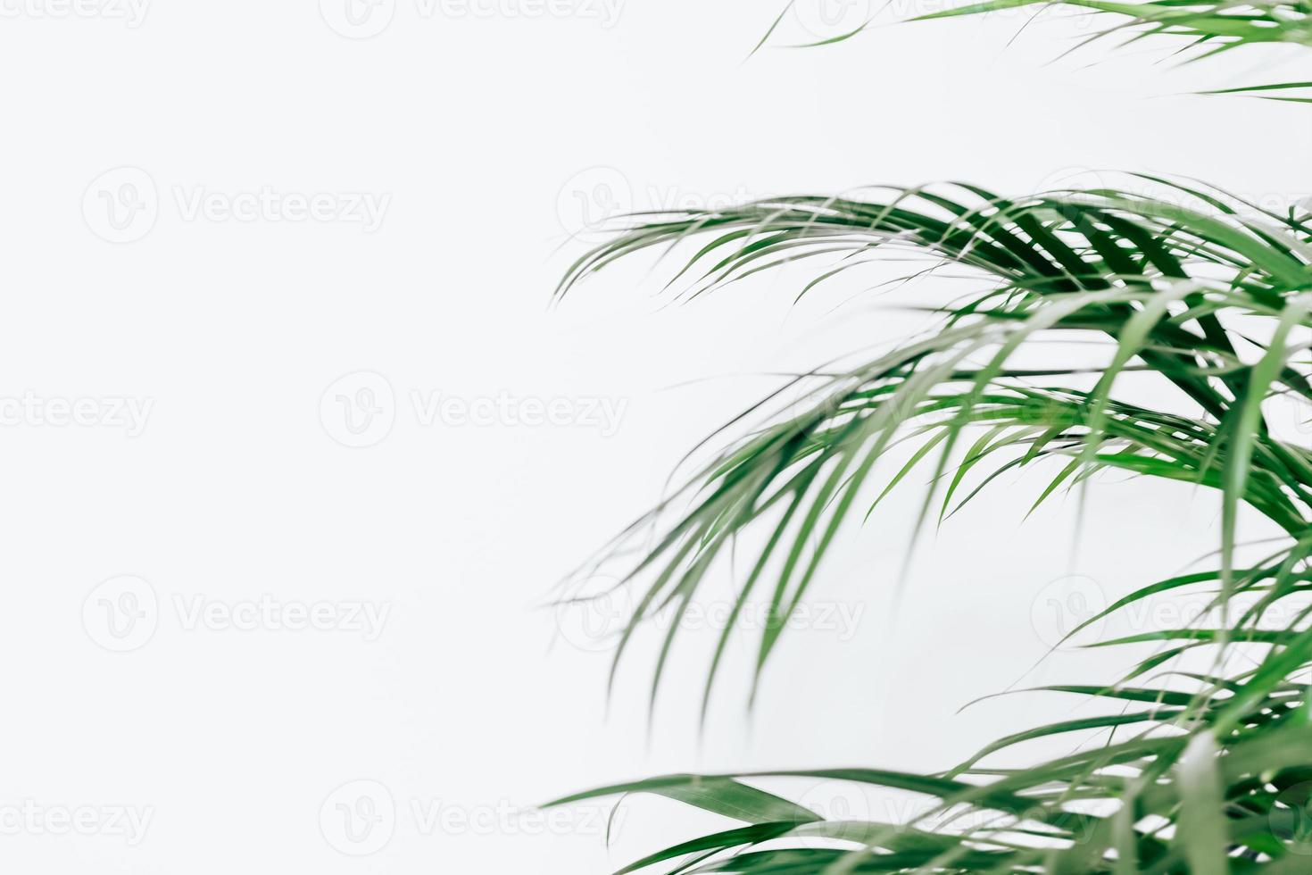 Minimal natural background with green houseplant photo