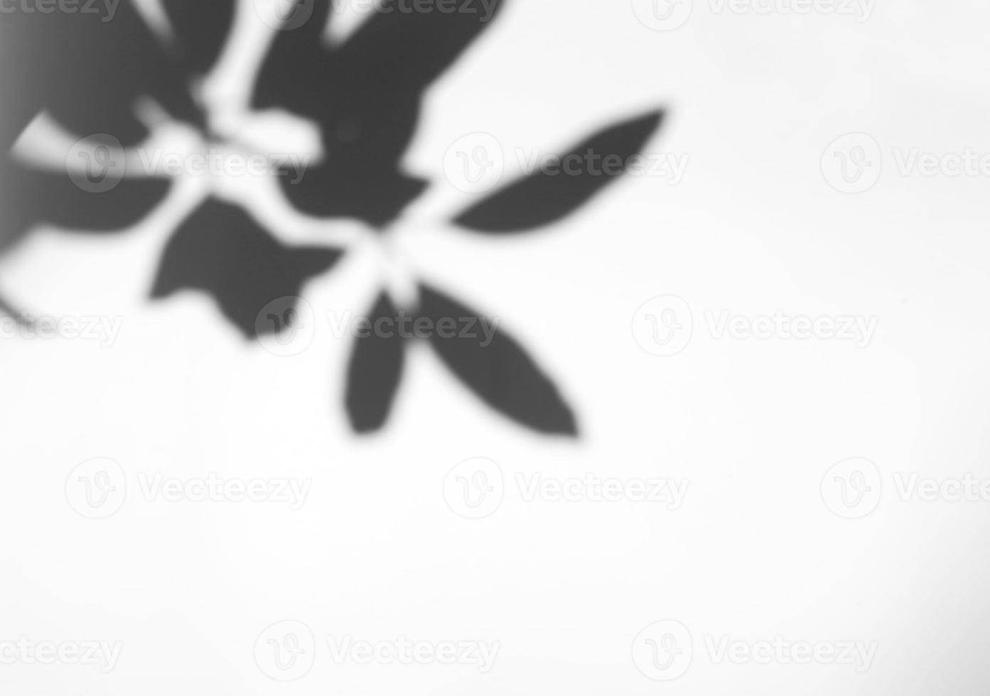 Leaves natural shadow overlay on white texture background, for overlay on product presentation, backdrop and mockup, summer seasonal concept photo