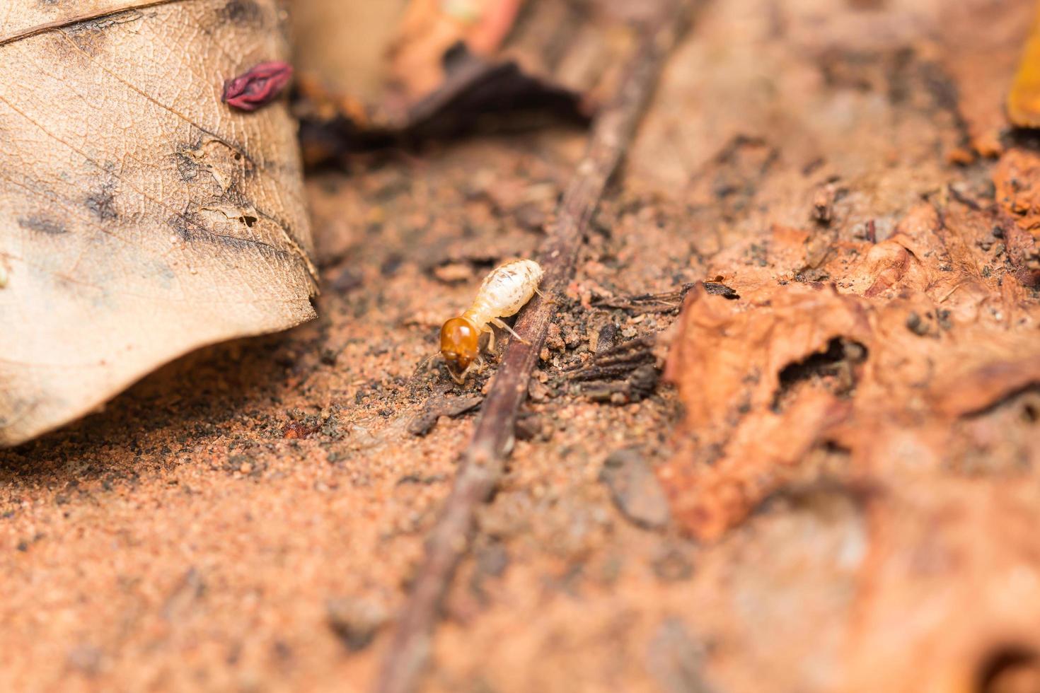 Termites help unload wood chips. photo