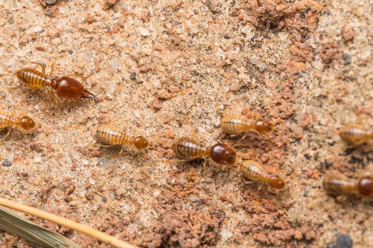 Termites help unload wood chips. photo