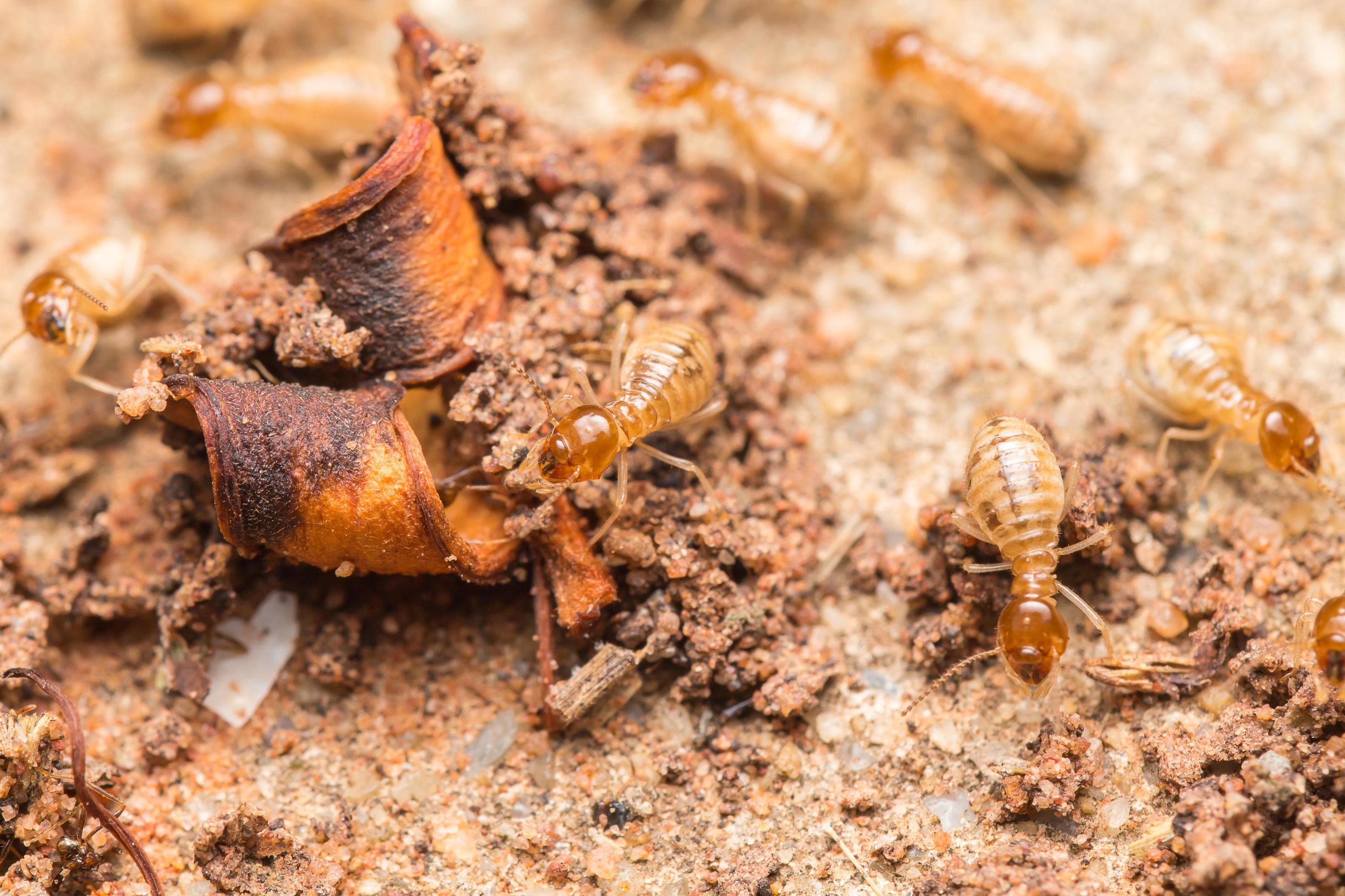 Termites help unload wood chips. 11413953 Stock Photo at Vecteezy
