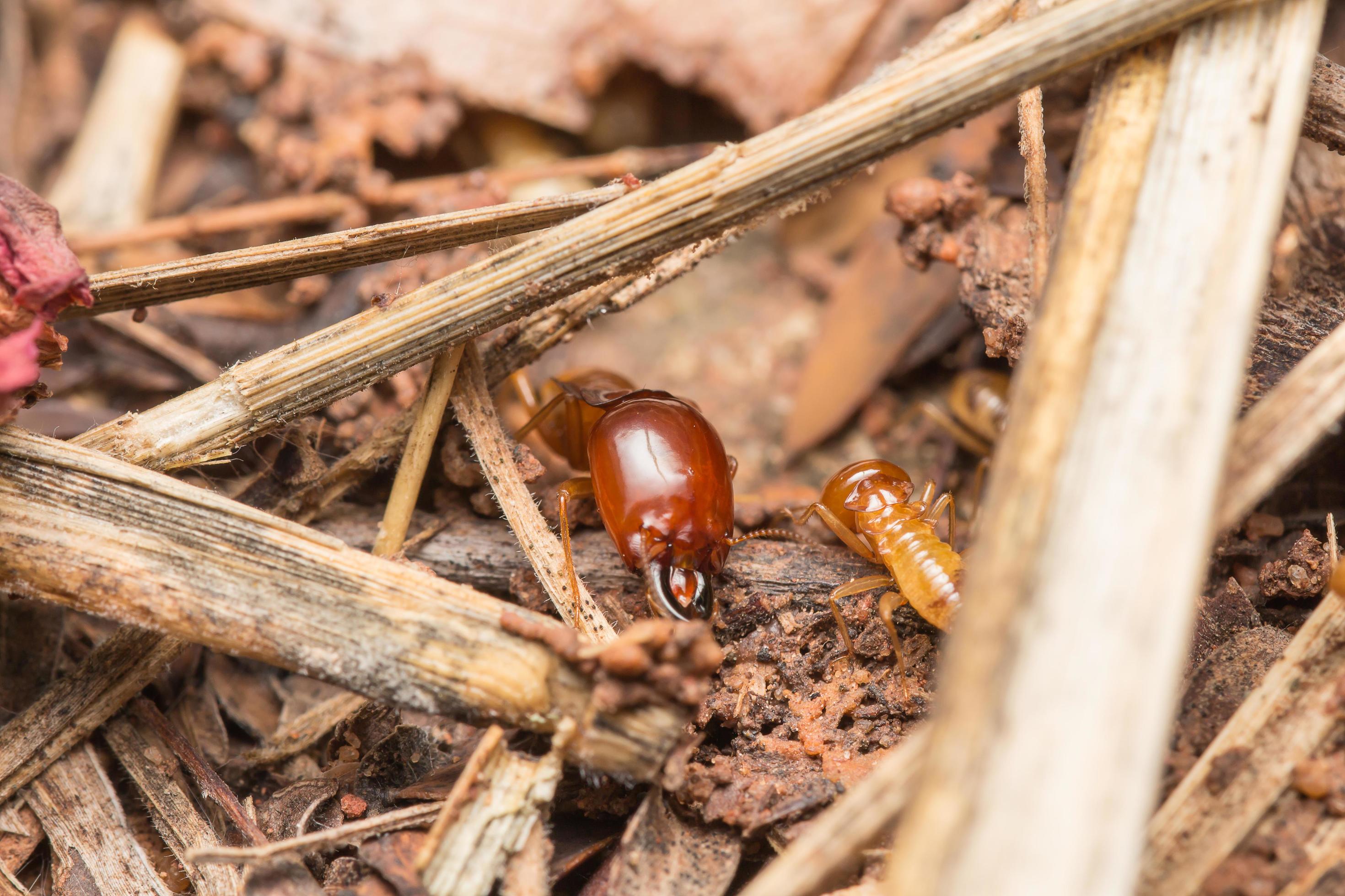 Termites help unload wood chips. 11413962 Stock Photo at Vecteezy