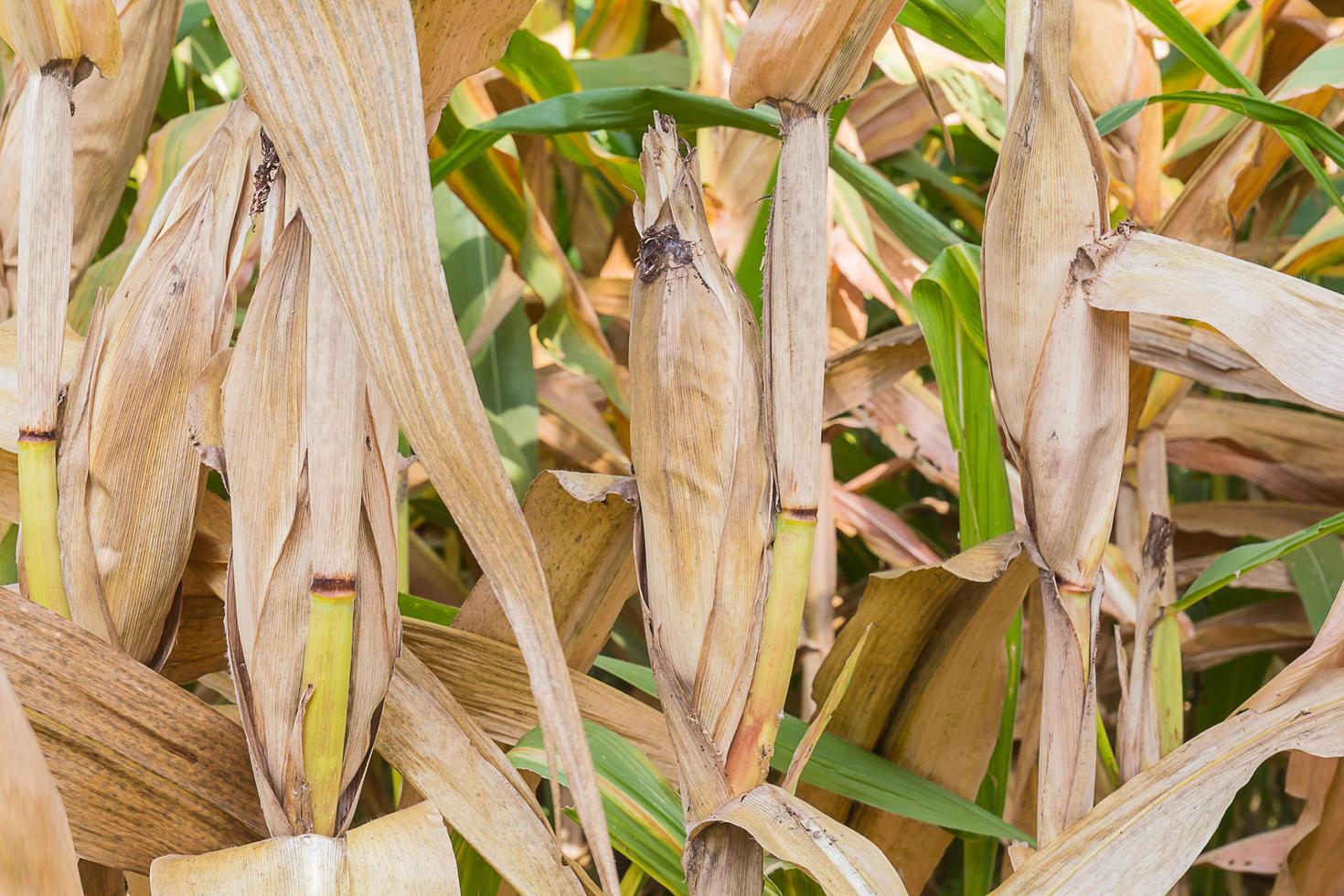 mazorca de maíz en un campo en verano foto