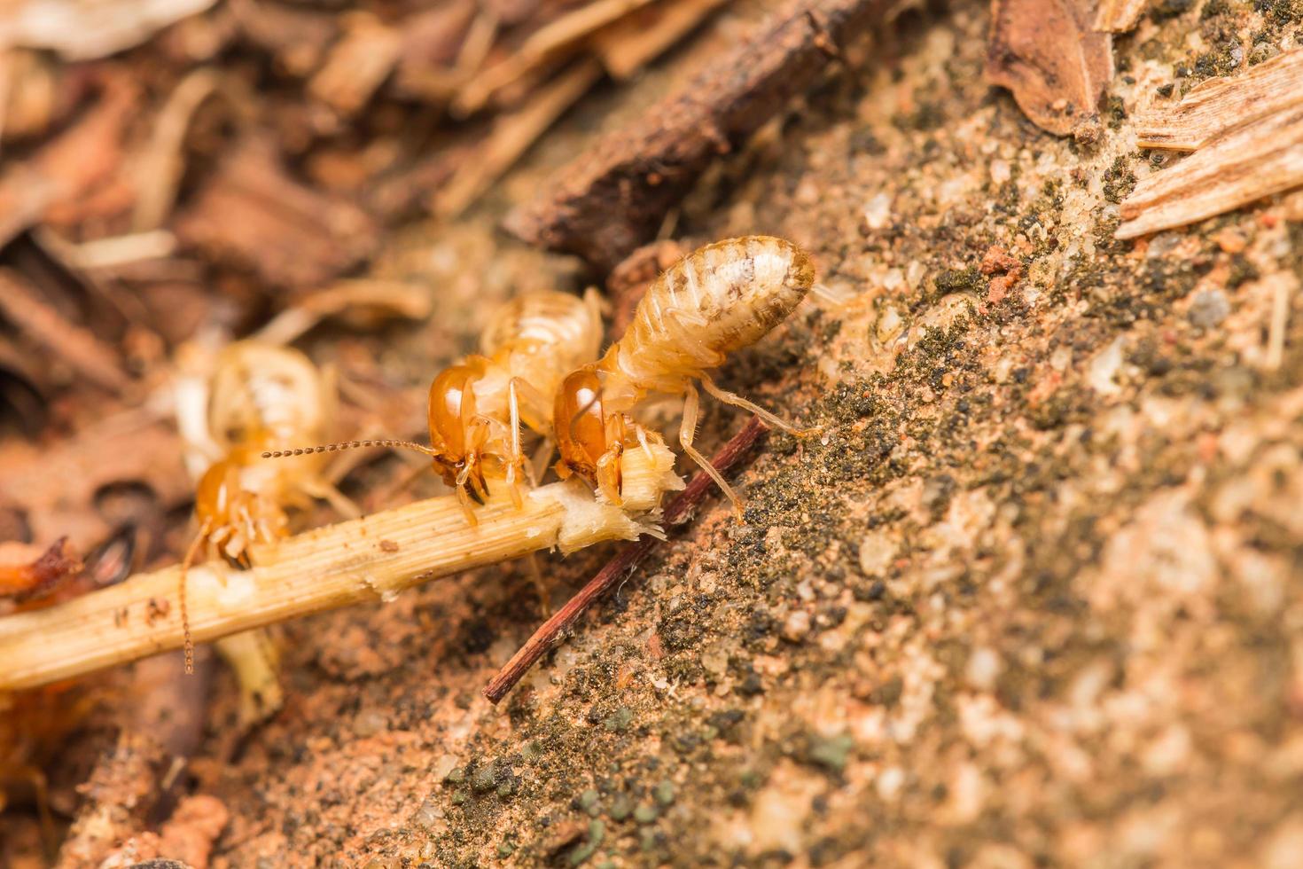 Termites help unload wood chips. photo