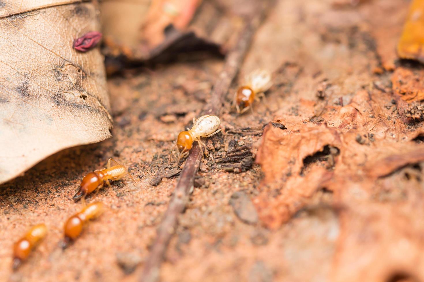 Termites help unload wood chips. photo