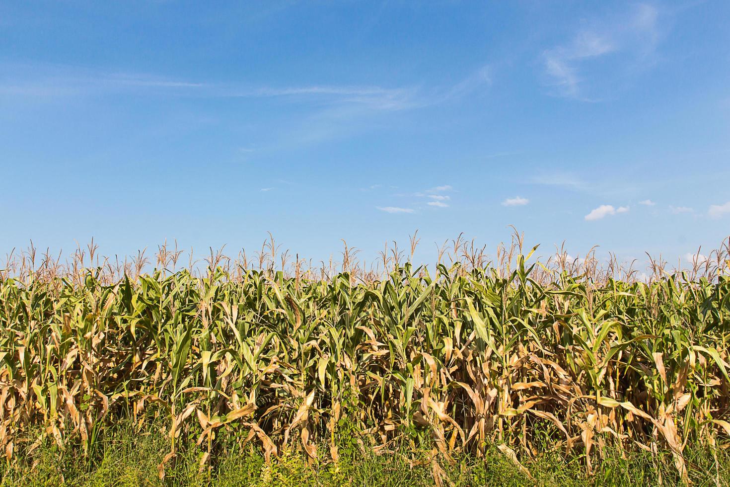 corn cob on a field in summer photo