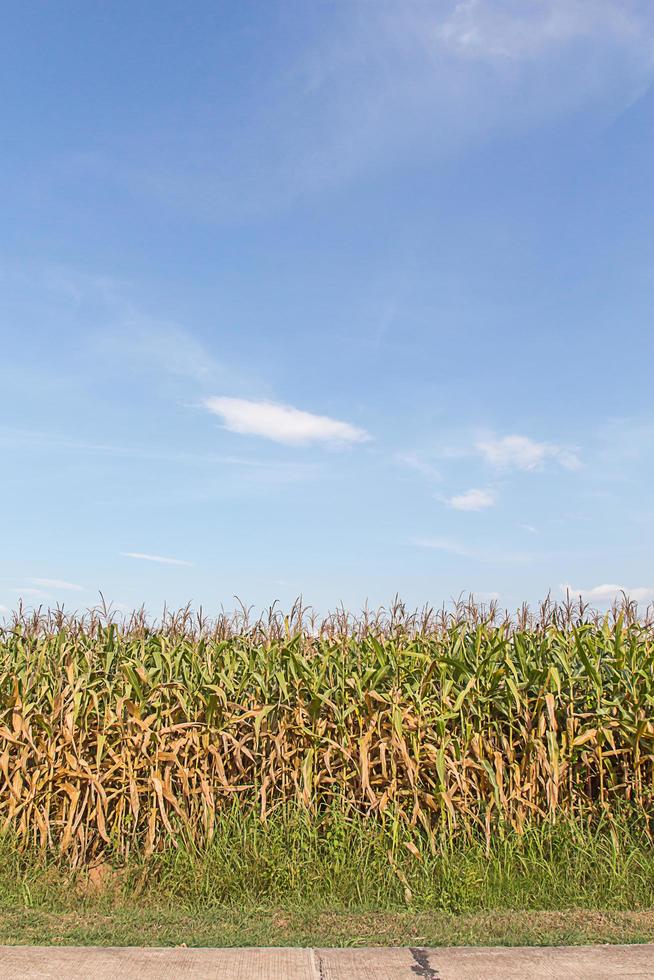 corn cob on a field in summer photo