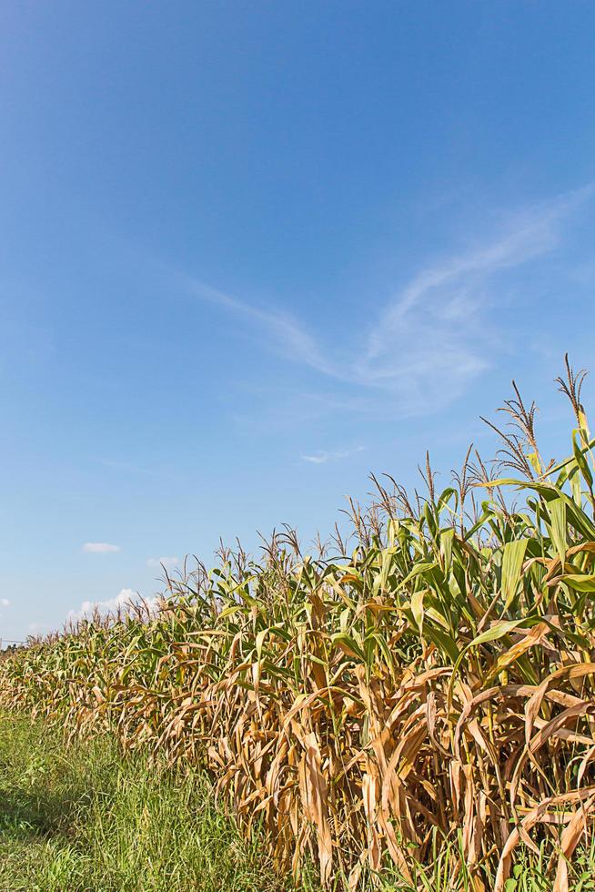 mazorca de maíz en un campo en verano foto