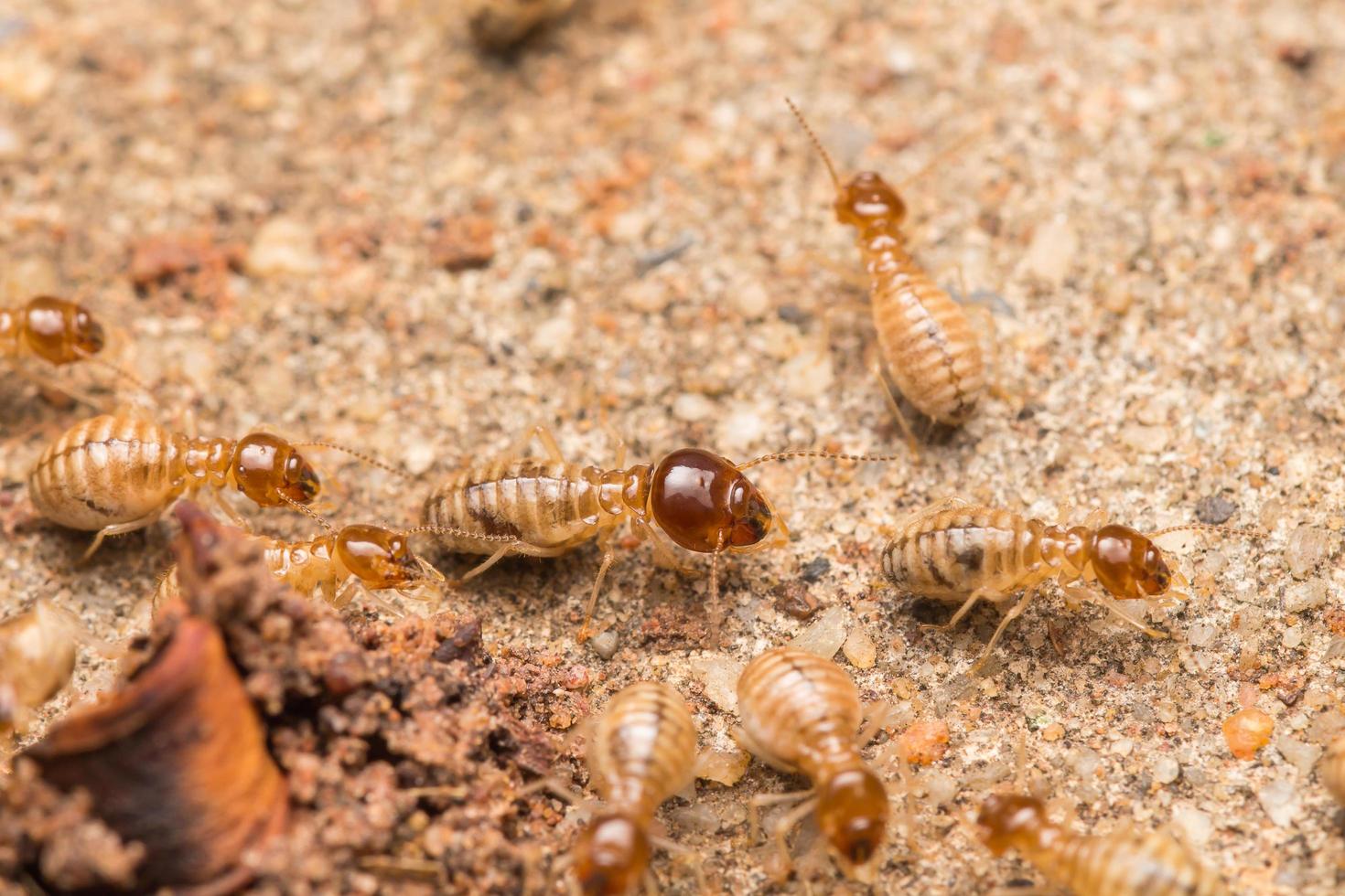 las termitas ayudan a descargar astillas de madera. foto