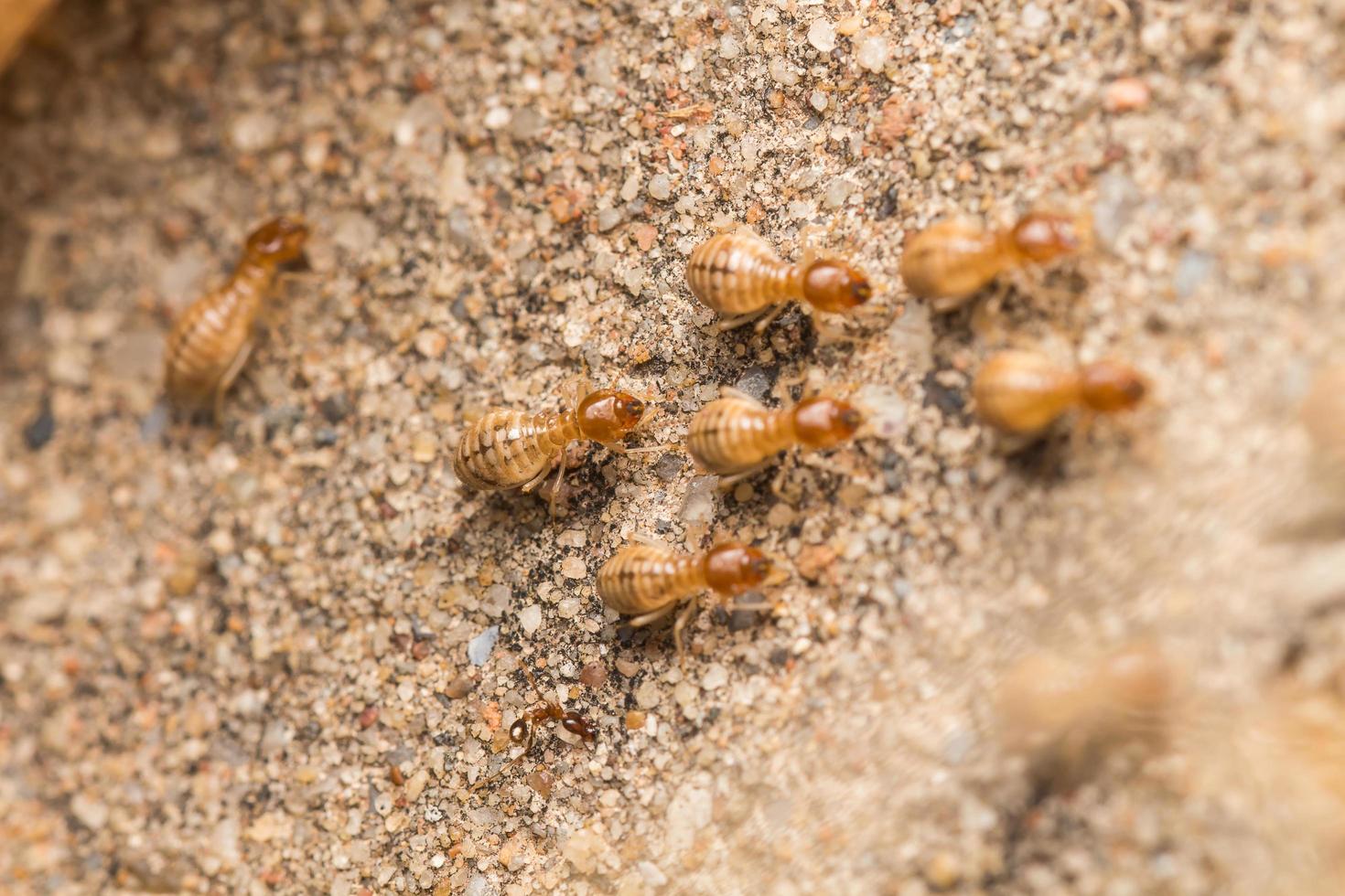 Termites help unload wood chips. photo