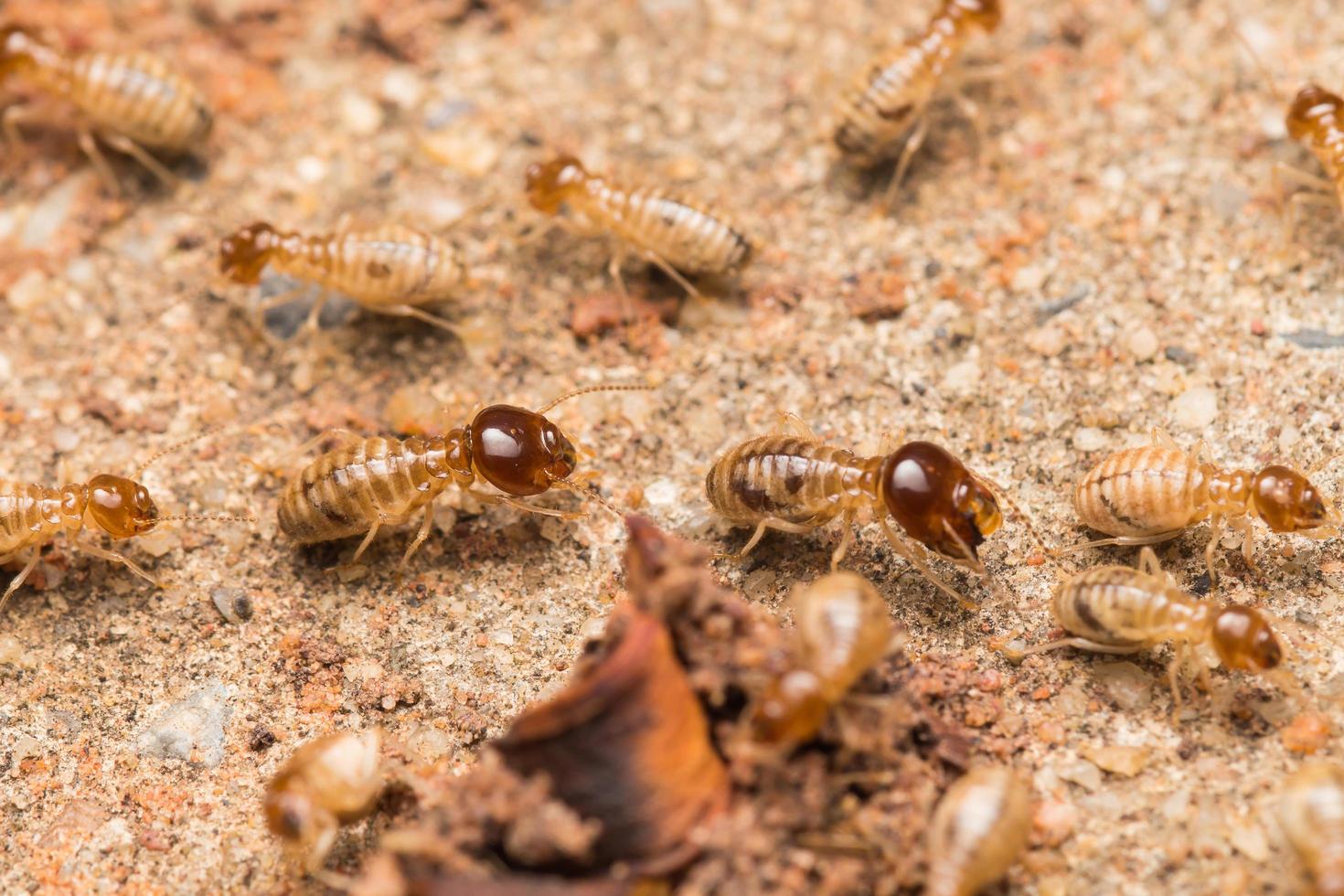 Termites help unload wood chips. photo