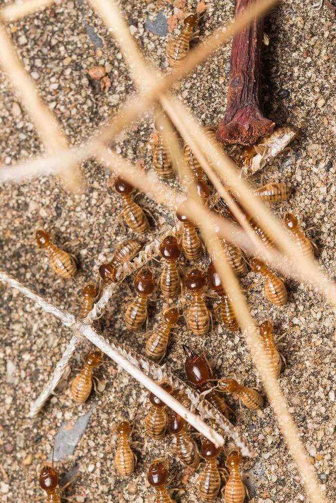 Termites help unload wood chips. photo