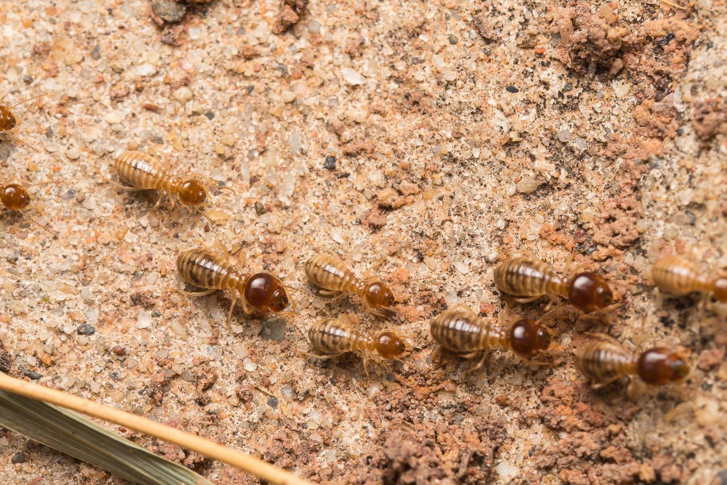 las termitas ayudan a descargar astillas de madera. foto