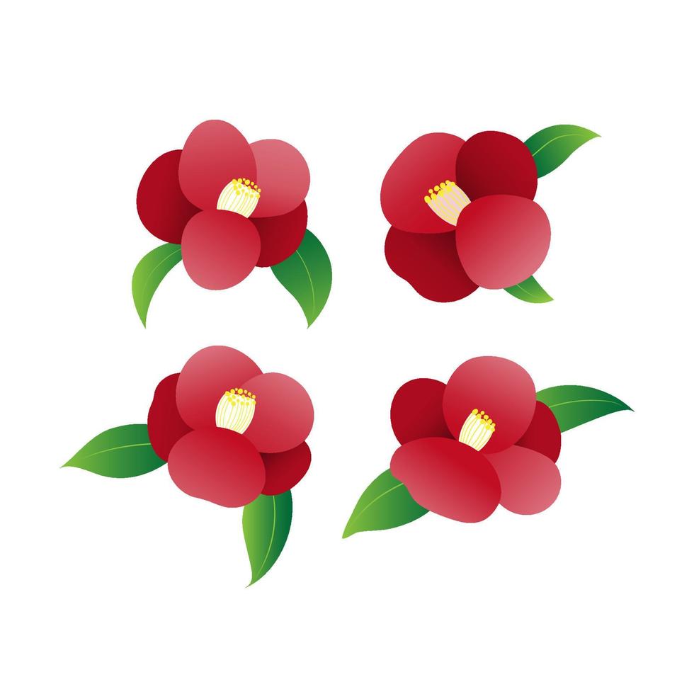 red camellia flower with White Background vector