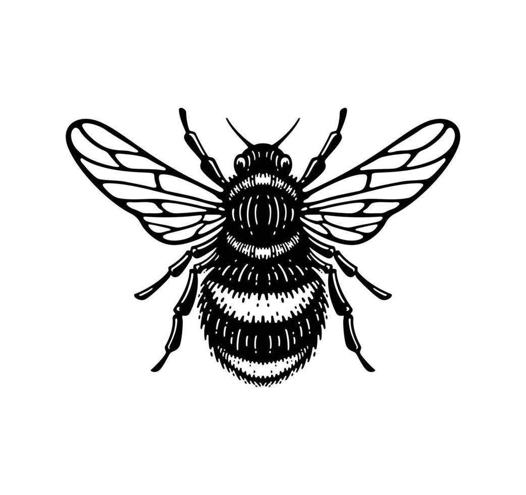 ilustración de abeja melífera en estilo garabato diseño vintage vector