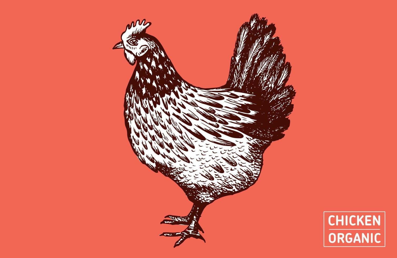 Chicken hand drawn illustration. Vector. vector