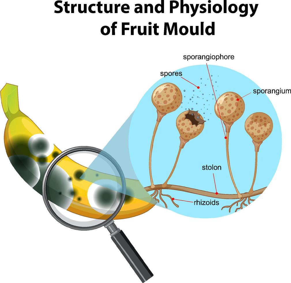 Structure and Physiology of banana mold vector