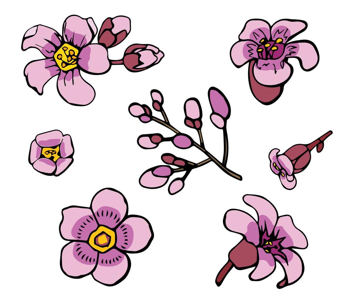 Carambola flowers set. Drawn style. White background, isolate. Vector illustration.