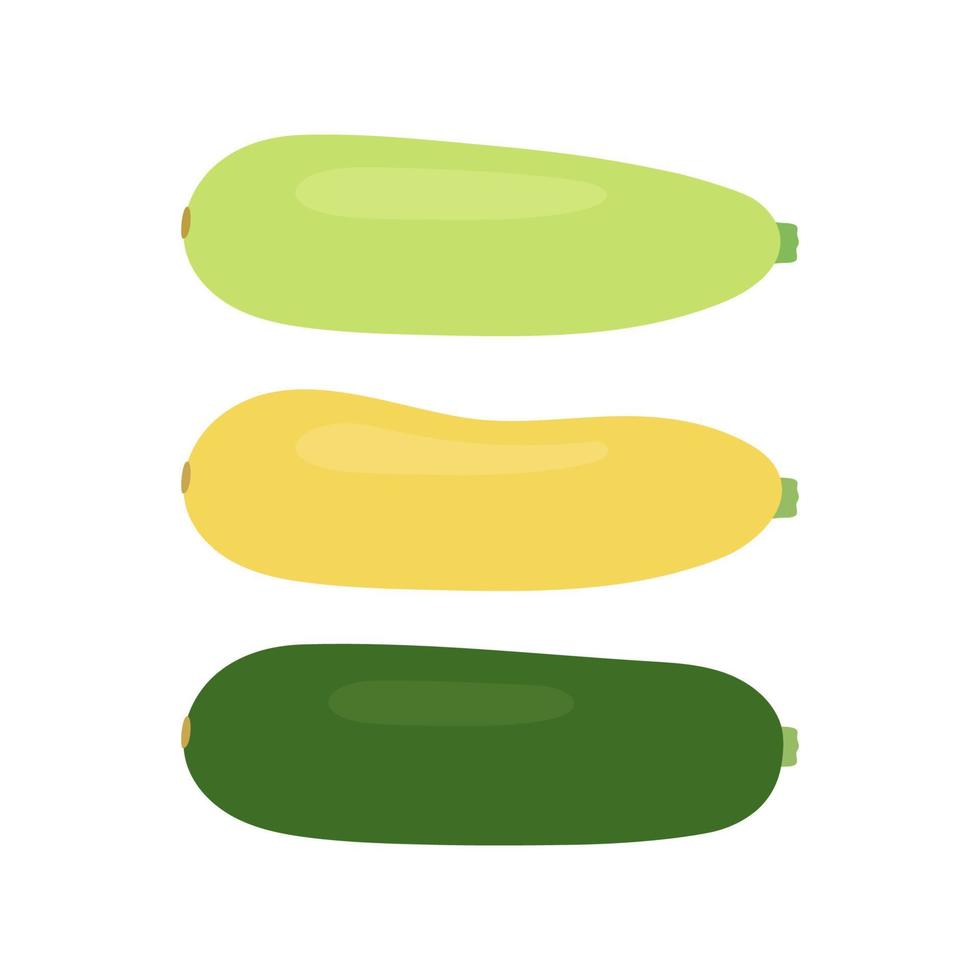 Zucchini food set, different squash. Courgette whole green, yellow and zucchini. Crop edible plant vegetable. Vector isolated illustration