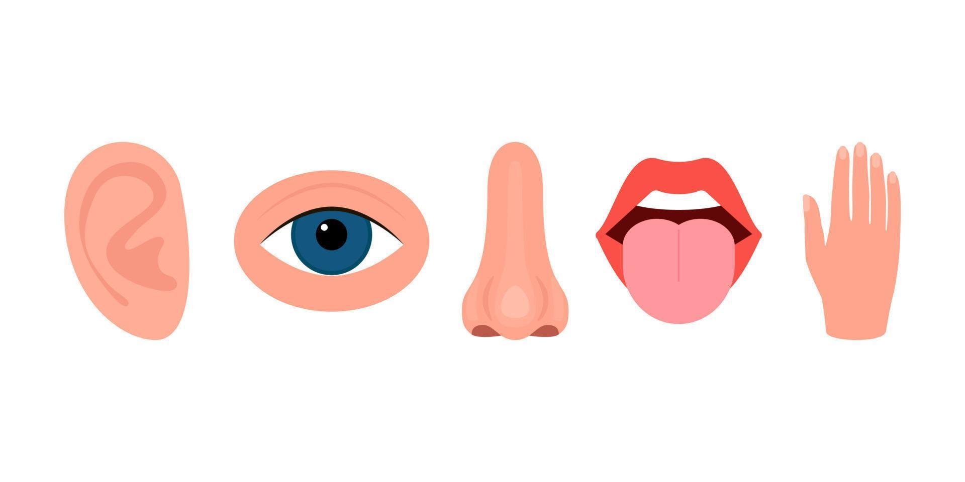 Five senses, hearing, vision, smell, taste, touch. Ear, eye, nose, mouth with tongue, hand. Human sense organs set. Vector illustration