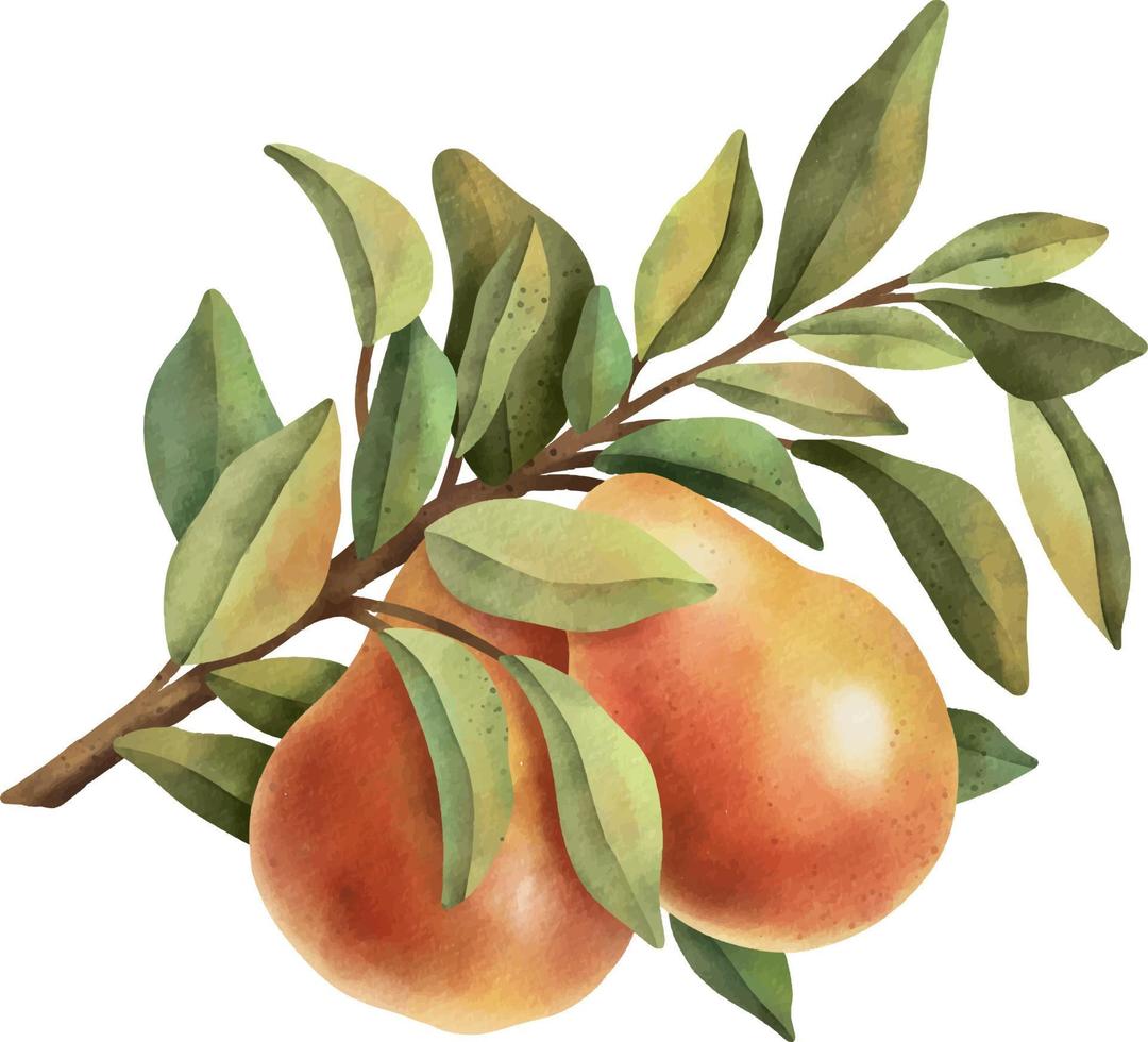 Hand drawn ripe watercolor fruit on white background clipart. vector