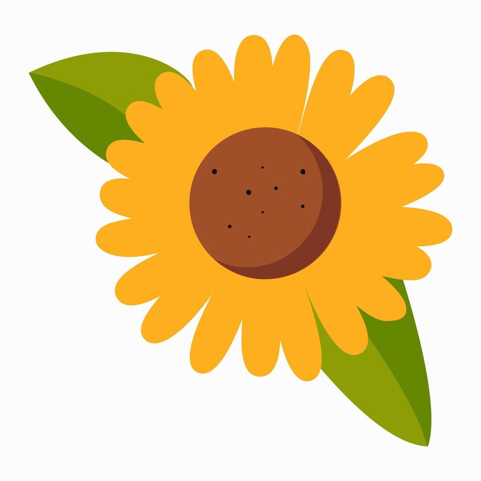 Yellow sunflower with green leaves isolated on white background vector illustration