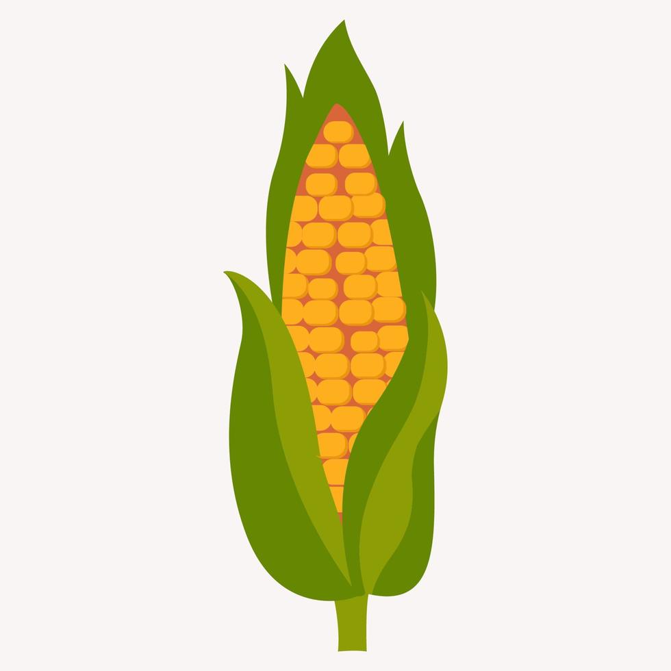 Isolated corn cob icon. Vegetable icon Vector illustration.