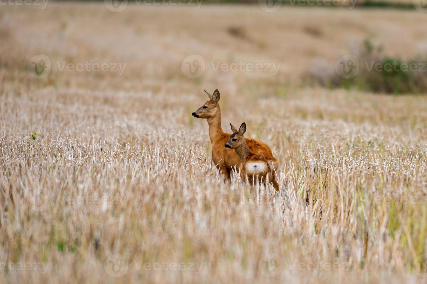 wild roe deer photo