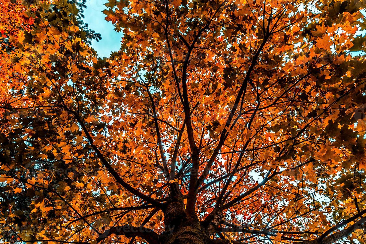nice autumn day int he fall. photo