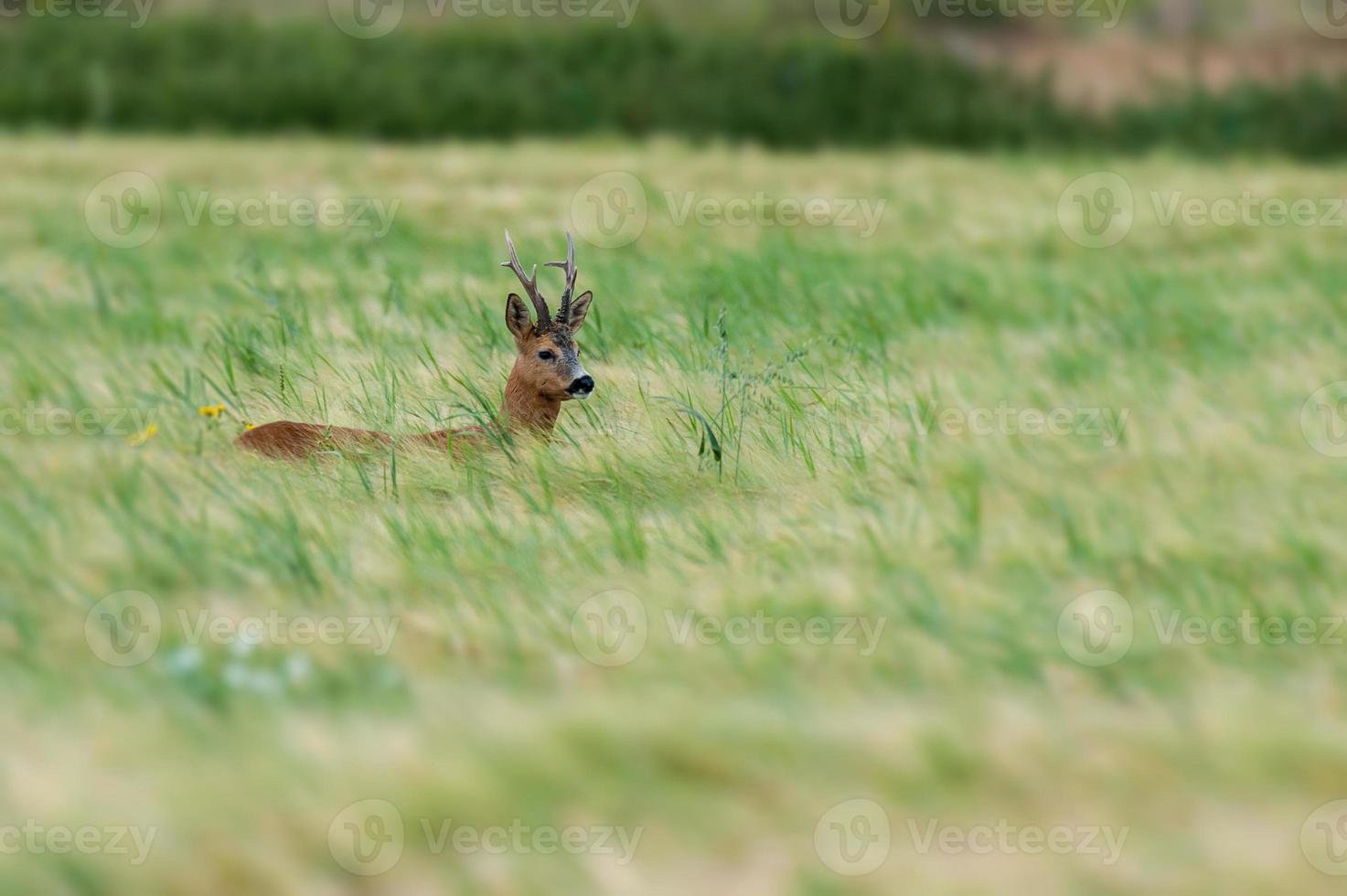 wild roe deer photo