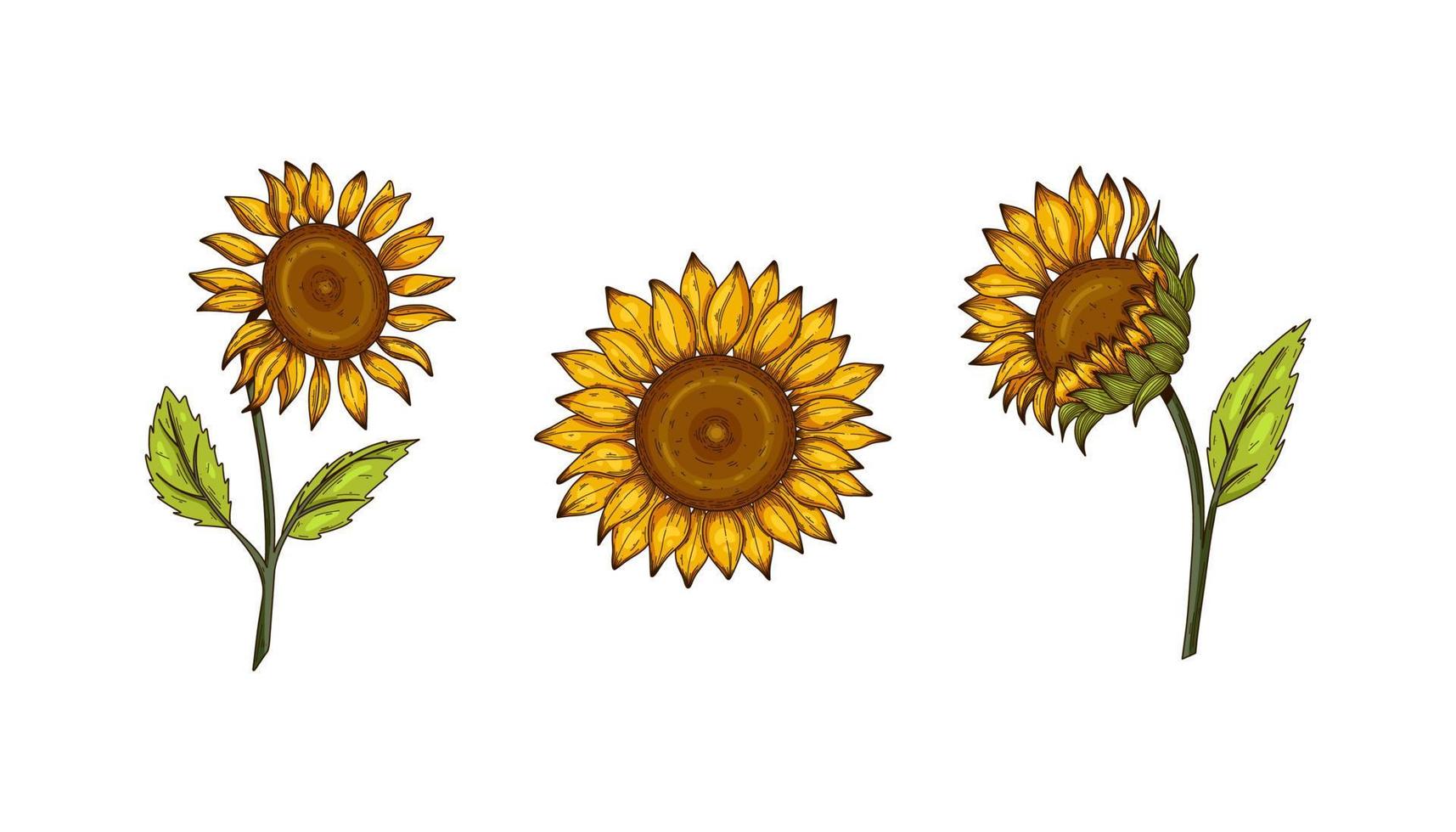 conjunto de dibujo vectorial de flor de girasol. ilustración aislada dibujada a mano de girasol en boceto vintage. genial para el diseño de envases de aceite, etiqueta, pancarta, afiche. 11422202 Vector en conjunto de dibujo vectorial de flor de girasol. ilustración aislada dibujada a mano de girasol en boceto vintage. genial para el diseño de envases de aceite, etiqueta, pancarta, afiche. 11422202 Vector en