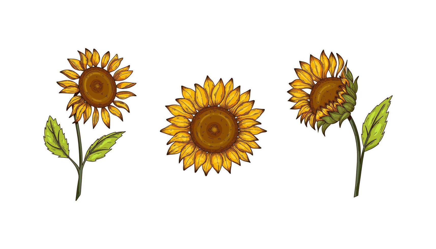 conjunto de dibujo vectorial de flor de girasol. ilustración aislada dibujada a mano de girasol en boceto vintage. genial para el diseño de envases de aceite, etiqueta, pancarta, afiche. vector