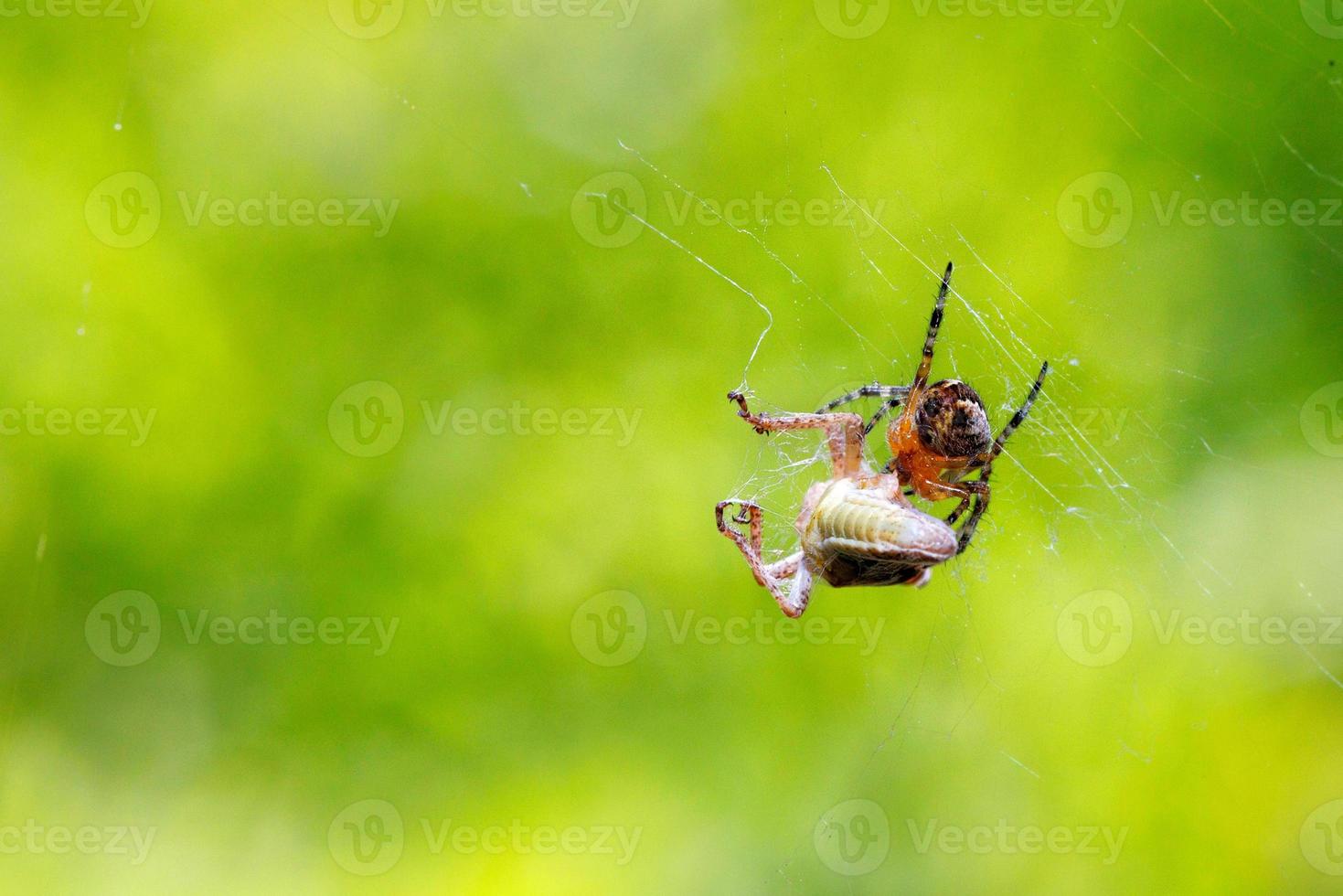 The spider attacks its prey, a locust grasshopper, and wraps it in webs. photo