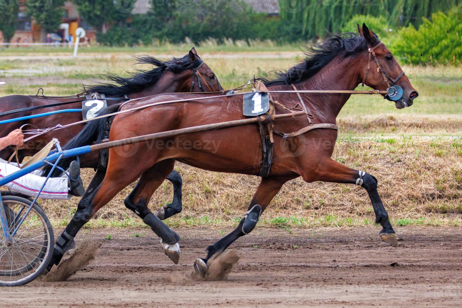 The running of beautiful and graceful horses harnessed to chariots. photo