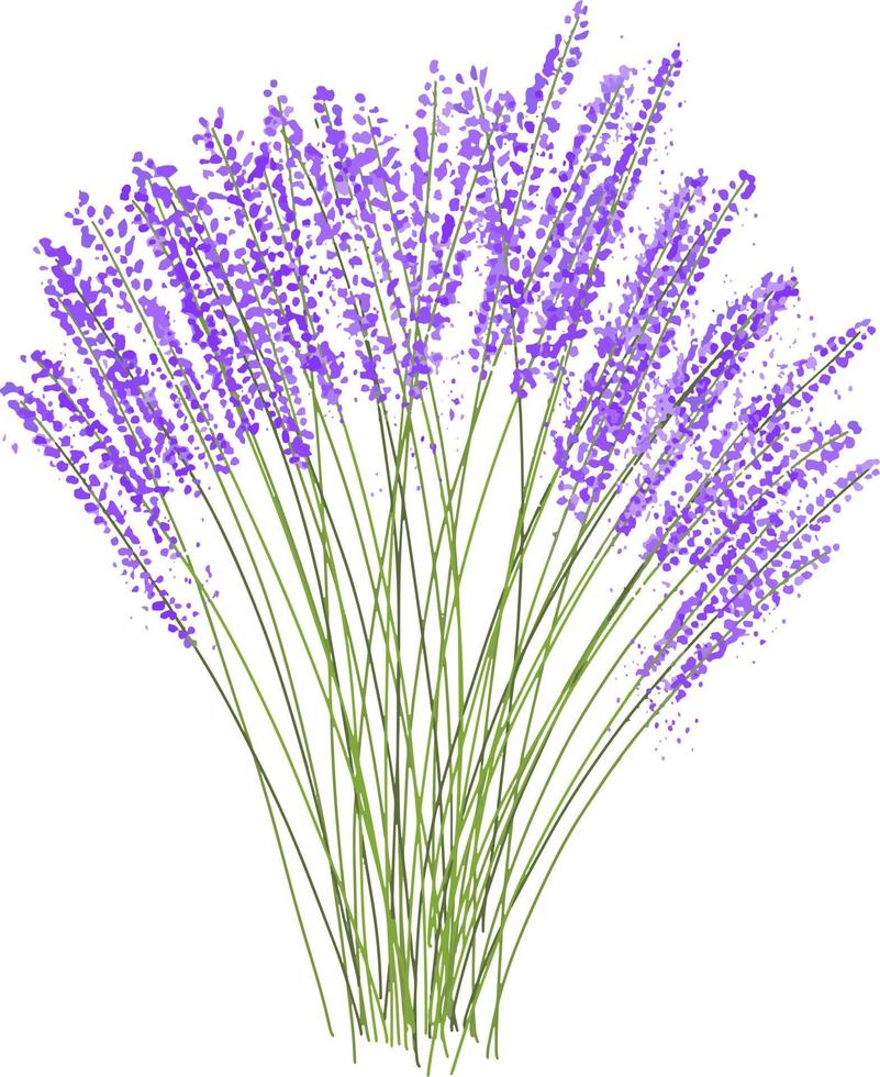 Ilustración de vector de ramo de lavanda dibujada a mano