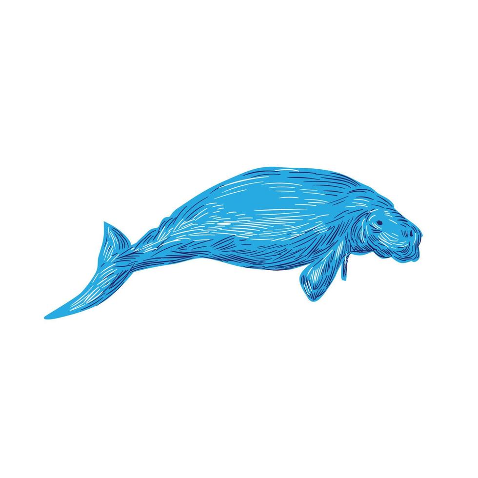 Dugong Drawing Isolated vector