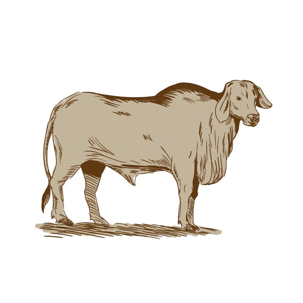 Brahman Bull Drawing vector