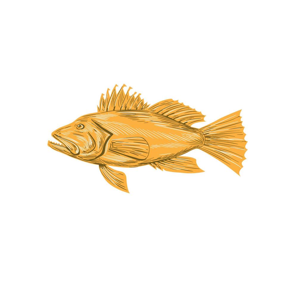 Black Sea Bass Drawing vector