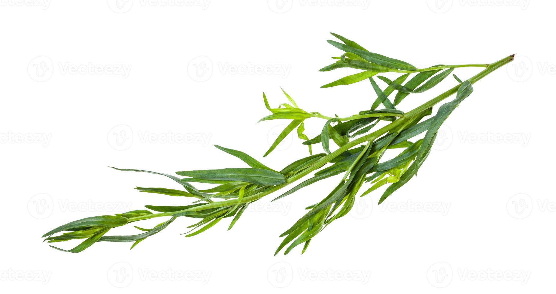 twig of fresh tarragon estragon isolated photo