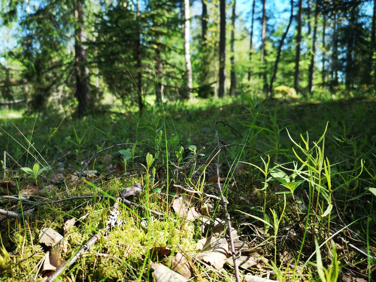 Lilies of the valley in the forest. Flowers in the forest photo