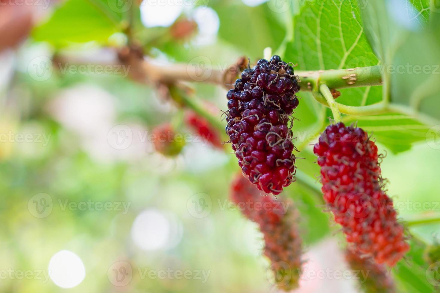 frutas frescas de morera roja en la rama de un árbol foto