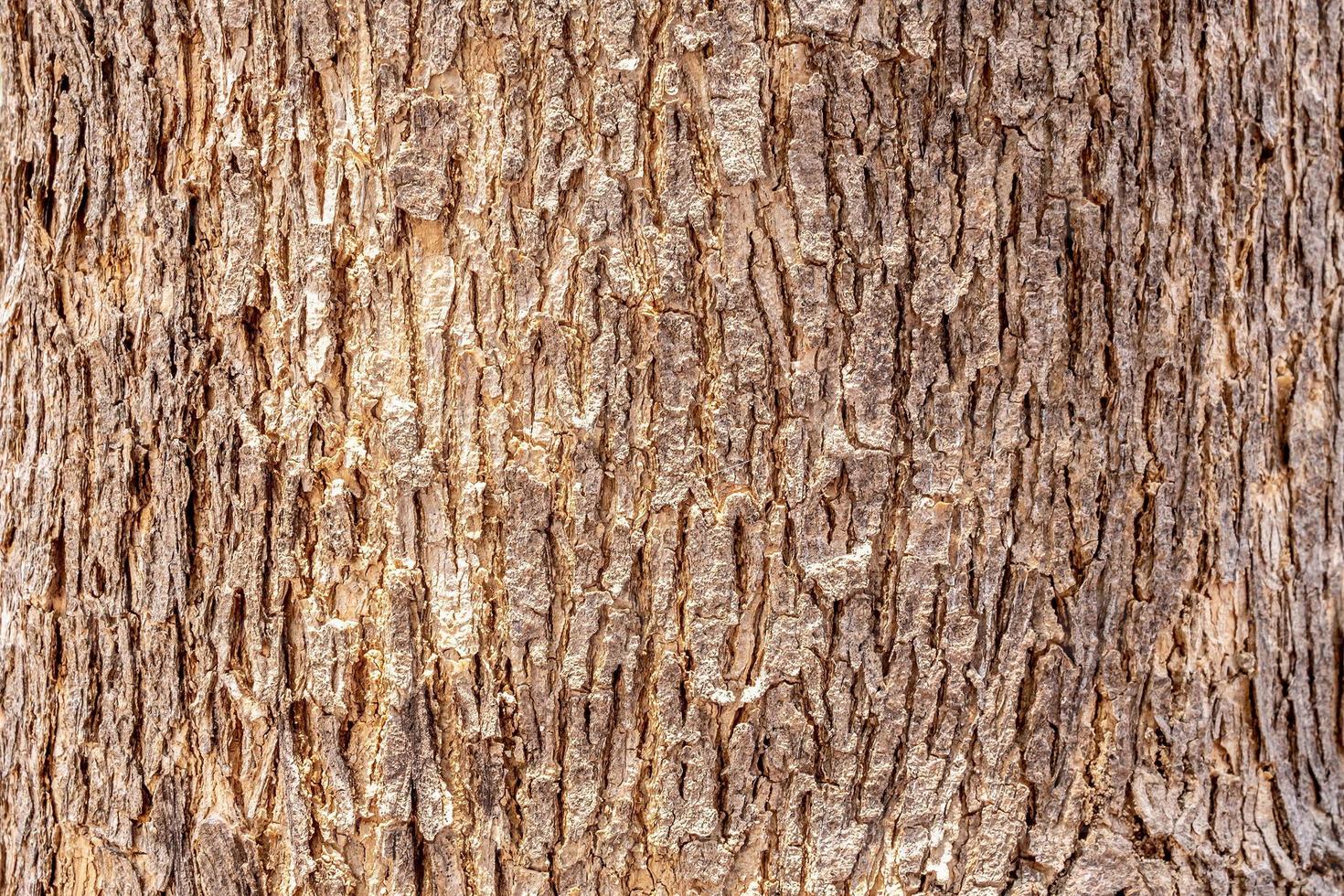 Tree bark texture background photo