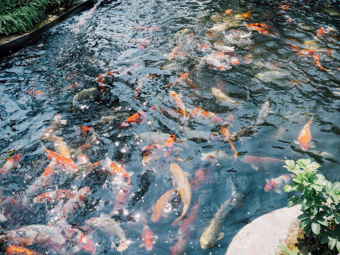 peces koi en el estanque del jardín foto