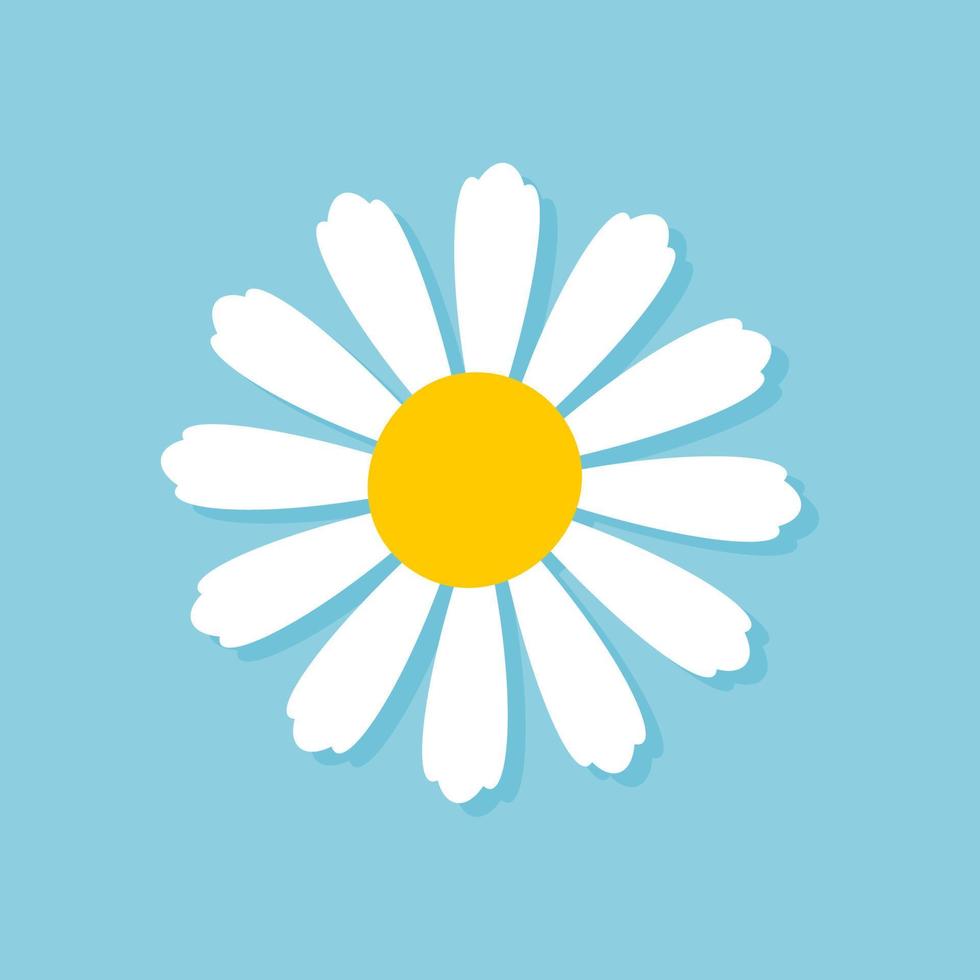 Blooming Daisy Collection. white petal daisy blooming in spring vector