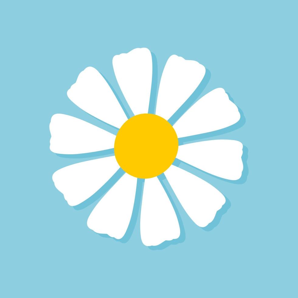 Blooming Daisy Collection. white petal daisy blooming in spring vector