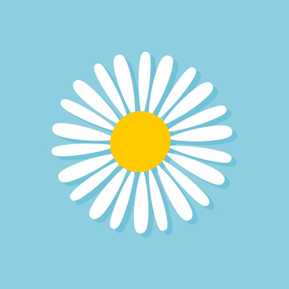 Blooming Daisy Collection. white petal daisy blooming in spring vector