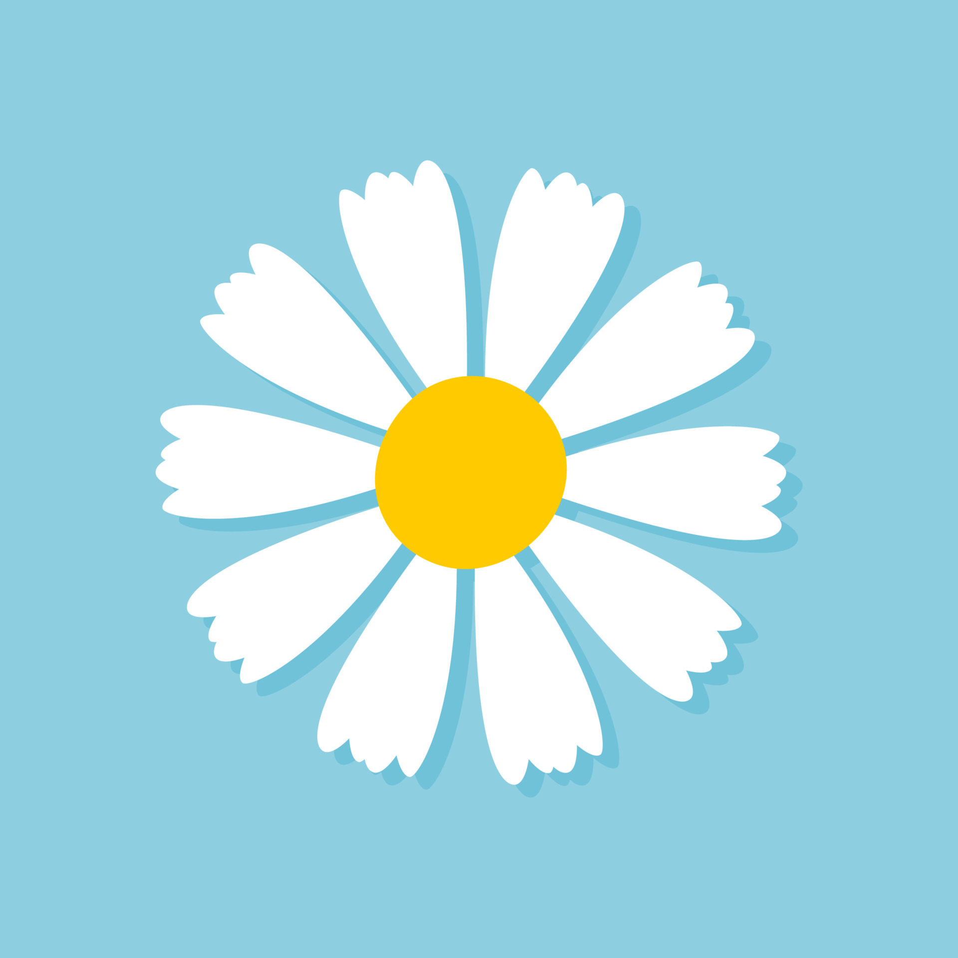 Blooming Daisy Collection. white petal daisy blooming in spring